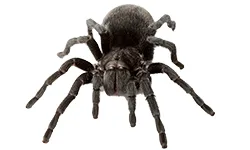 Spiders