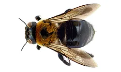 Carpenter Bees