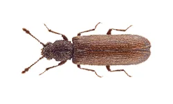 Powder Post Beetles