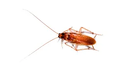 Brown-banded Cockroach