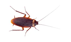 Smokybrown Cockroach