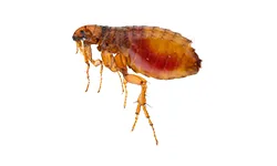 Flea