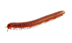 Centipedes